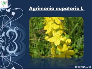 Agrimonia eupatoria L.
PPRC/INDIA 37
 