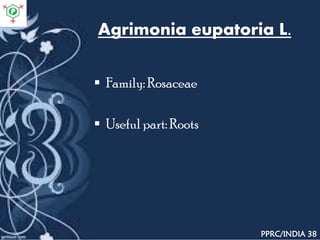 Agrimonia eupatoria L.
 Family: Rosaceae
 Useful part: Roots
PPRC/INDIA 38
 