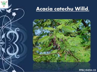 Acacia catechu Willd.
PPRC/INDIA 03
 