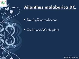 Ailanthus malabarica DC.
 Family: Simaroubaceae
 Useful part: Whole plant
PPRC/INDIA 40
 