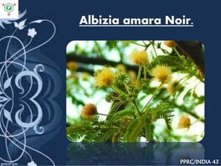 Albizia amara Noir.
PPRC/INDIA 43
 