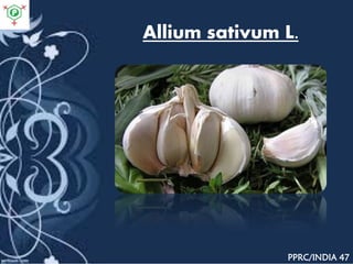 Allium sativum L.
PPRC/INDIA 47
 