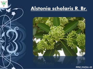 Alstonia scholaris R. Br.
PPRC/INDIA 49
 