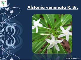 Alstonia venenata R. Br.
PPRC/INDIA 51
 