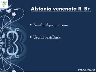 Alstonia venenata R. Br.
 Family: Apocynaceae
 Useful part: Bark
PPRC/INDIA 52
 