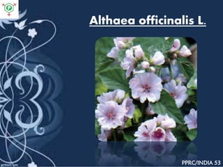 Althaea officinalis L.
PPRC/INDIA 53
 