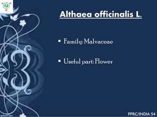 Althaea officinalis L.
 Family: Malvaceae
 Useful part: Flower
PPRC/INDIA 54
 