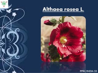 Althaea rosea L.
PPRC/INDIA 55
 