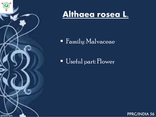 Althaea rosea L.
 Family: Malvaceae
 Useful part: Flower
PPRC/INDIA 56
 