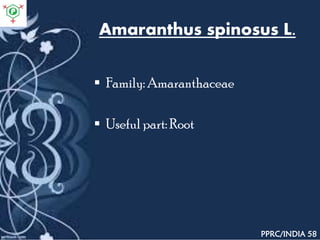 Amaranthus spinosus L.
 Family: Amaranthaceae
 Useful part: Root
PPRC/INDIA 58
 