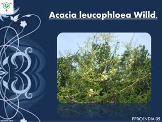 Acacia leucophloea Willd.
PPRC/INDIA 05
 