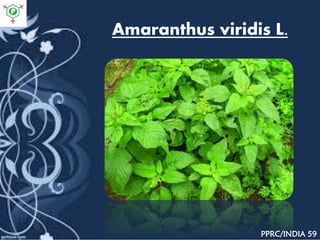 Amaranthus viridis L.
PPRC/INDIA 59
 