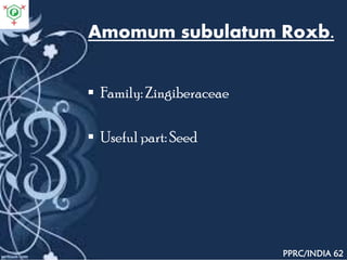 Amomum subulatum Roxb.
 Family: Zingiberaceae
 Useful part: Seed
PPRC/INDIA 62
 