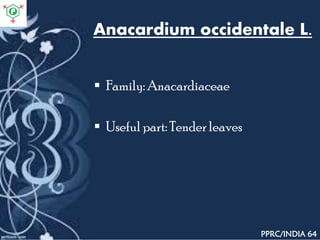 Anacardium occidentale L.
 Family: Anacardiaceae
 Useful part: Tender leaves
PPRC/INDIA 64
 