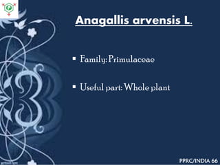 Anagallis arvensis L.
 Family: Primulaceae
 Useful part: Whole plant
PPRC/INDIA 66
 