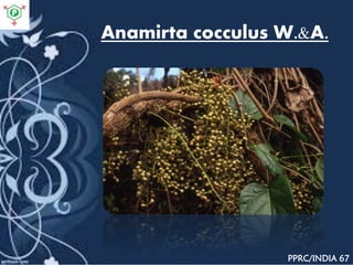 Anamirta cocculus W.&A.
PPRC/INDIA 67
 
