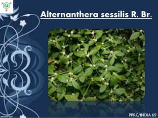 Alternanthera sessilis R. Br.
PPRC/INDIA 69
 