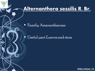 Alternanthera sessilis R. Br.
 Family: Amaranthaceae
 Useful part: Leaves and stem
PPRC/INDIA 70
 