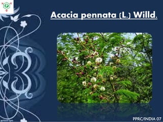 Acacia pennata (L.) Willd.
PPRC/INDIA 07
 