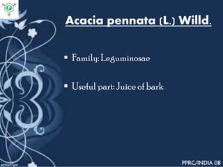 Acacia pennata (L.) Willd.
 Family: Leguminosae
 Useful part: Juice of bark
PPRC/INDIA 08
 