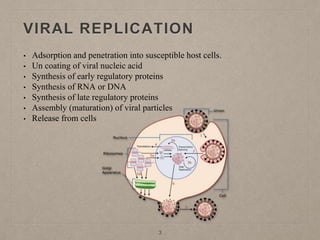 VIRAL REPLICATION
• Adsorption and penetration into susceptible host cells.
• Un coating of viral nucleic acid
• Synthesis of early regulatory proteins
• Synthesis of RNA or DNA
• Synthesis of late regulatory proteins
• Assembly (maturation) of viral particles
• Release from cells
3
 