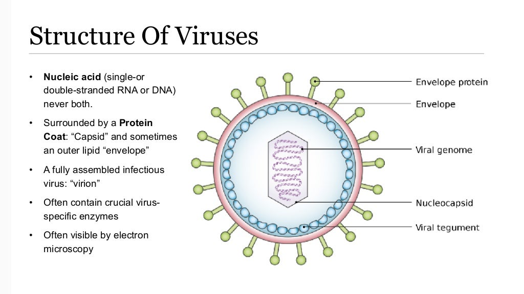Antiviral Drugs A Brief (Classification & Mechanism of Actions)