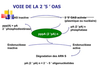 VOIE DE LA 2 ’5 ’ OAS 2 ’5 ’ OAS inactive 2 ’5’ OAS activée (plasmique ou nucléaire) pppA (2 ’pA) n ppp(A) + pA 2 ’ phosphodiestérase pA (2 ’pA) n phosphatase Endonucléase active Endonucléase inactive Dégradation des ARN S pA (2 ’ pA) n = 2 ’ - 5 ’ oligonucléotides  