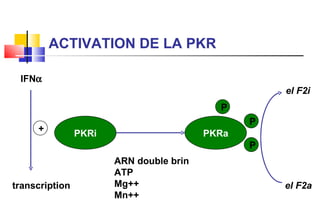 PKRi PKRa ARN double brin ATP Mg++ Mn++ P P P el F2i el F2a transcription IFN  + ACTIVATION DE LA PKR 