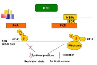 IFN  ISDR NS5A PKR PKR     P Ribosome elF-2 Réplication virale  Réplication virale  traduction Synthèse protéique  ARN cellule hôte elF-2 