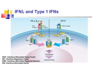 IFN   and Type 1 IFNs ISGF: Interferon-Stimulated Genes Factor IRF: Interferon Regulatory Factor ISRE: Interferon Stimulated Response Element ISG: Interferon-Stimulated Genes 