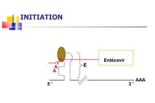 INITIATION Entécavir 3 ’ AAA 5 ’ A A T G  