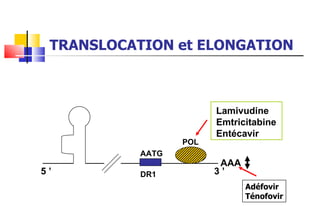 TRANSLOCATION et ELONGATION Lamivudine Emtricitabine Entécavir 3 ’ AAA POL 5 ’ AATG DR1 Adéfovir Ténofovir 