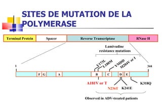 SITES DE MUTATION DE LA POLYMERASE Terminal Protein Spacer Reverse Transcriptase RNase H F G A C D E B 1 344 YMDD M204V or I A181V or T Observed in ADV-treated patients N236T K241E K318Q Lamivudine  resistance mutations V173L L180M 