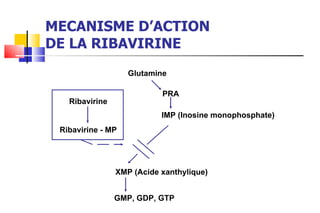 MECANISME D’ACTION DE LA RIBAVIRINE Glutamine PRA IMP (Inosine monophosphate) XMP (Acide xanthylique) GMP, GDP, GTP Ribavirine Ribavirine - MP 