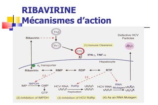 RIBAVIRINE Mécanismes d’action 