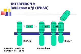 INTERFERON   Récepteur   /   (IFNAR) IFN IFN IFN +  IFNAR2 IFNAR1 Intermédiaire IFNAR1 = 110 -130 Kd IFNAR2 =  55 -  95 Kd 
