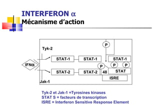 INTERFERON   Mécanisme d’action P STAT-1 P P STAT ISRE 48 P STAT-1 STAT-1 STAT-2 STAT-2 Tyk-2 Jak-1 IFN  Tyk-2 et Jak-1 =Tyrosines kinases STAT S = facteurs de transcription ISRE = Interferon Sensitive Response Element 