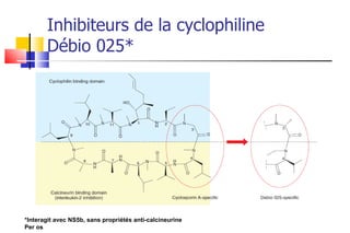 Inhibiteurs de la cyclophiline Débio 025* *Interagit avec NS5b, sans propriétés anti-calcineurine Per os 