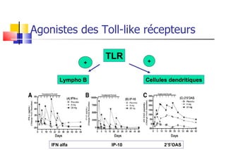 Agonistes des Toll-like récepteurs TLR Lympho B Cellules dendritiques + + + + IFN alfa IP-10   2’5’OAS 