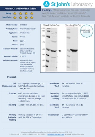 Rating:
Specificity:
ANTIBODY CUSTOMER REVIEW
Findings: “Major band is at the right molecular
weight. Lower and Upper unspecific bands.” –
Loic Fort, Beatson Institute for Cancer Research
Knowledge Dock Business Centre, University Way, London E16 2RD
T: (+44) 0208 223 3081 F: (+44) 0207 681 2580 E: info@stjohnslabs.com w: www.stjohnslabs.com
Protocol
Gel
Electrophoresis
4-12% polyacrylamide gel, 1x
MOPS buffer, constant voltage
180 V, 60 min.
Membrane
Wash
1X TBST wash 3 times 10
minutes.
Transfer 0.45 nm nitrocellulose
membrane, 1 piece of gel (wet
transfer), constant voltage
110V 60 min.
Secondary
Antibody
Probing
Secondary antibody in 1X TBST
with 5% fatty free milk, 1:10000
dilution ratio, for 60 minutes.
Blocking 1X TBST with 5% BSA for 1 hr. Membrane
Wash
1X TBST wash 3 times 10
minutes.
Primary
Antibody
Probing
Primary antibody in 1X TBST
with 5% BSA, 4 ̊C overnight.
Visualisation Li-Cor Odyssey scanner at 680
and 800nm
Model Number STJ96263
Antibody Name Anti-WAVE2 antibody
Application Western Blot
Species Mouse
Tissue B16F1
Dilution 1:500
Secondary Antibody Goat anti-Rabbit IgG
(H&L) Secondary
Antibody DyLight 800
Secondary Dilution 1:10000
Reference antibody Mouse anti alpha
Tubulin DM1A (Sigma),
Goat anti Mouse
AlexaFluor 680nm
secondary antibody
(LifeTechnology)
 