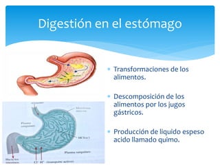 Digestión en el estómago
 Transformaciones de los
alimentos.
 Descomposición de los
alimentos por los jugos
gástricos.
...
