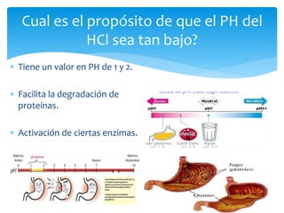 Cual es el propósito de que el PH del
HCl sea tan bajo?
 Tiene un valor en PH de 1 y 2.
 Facilita la degradación de
prot...
