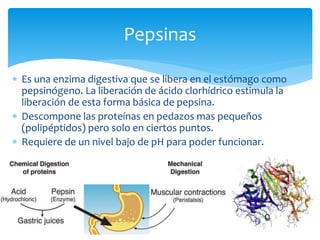 Pepsinas
 Es una enzima digestiva que se libera en el estómago como
pepsinógeno. La liberación de ácido clorhídrico estim...