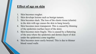Effect of age on skin
1. Skin becomes rougher.
2. Skin develops lesions such as benign tumors.
3. Skin becomes slack. The loss of the elastic tissue (elastin)
in the skin with age causes the skin to hang loosely.
4. Skin becomes more transparent. This is caused by thinning
of the epidermis (surface layer of the skin).
5. Skin becomes more fragile. This is caused by a flattening
of the area where the epidermis and dermis (layer of skin
under the epidermis) come together.
6. Skin becomes more easily bruised. This is due to thinner
blood vessel walls
 
