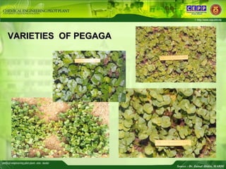 VARIETIES  OF PEGAGA  Source : Dr. Zainal Abidin, MARDI 