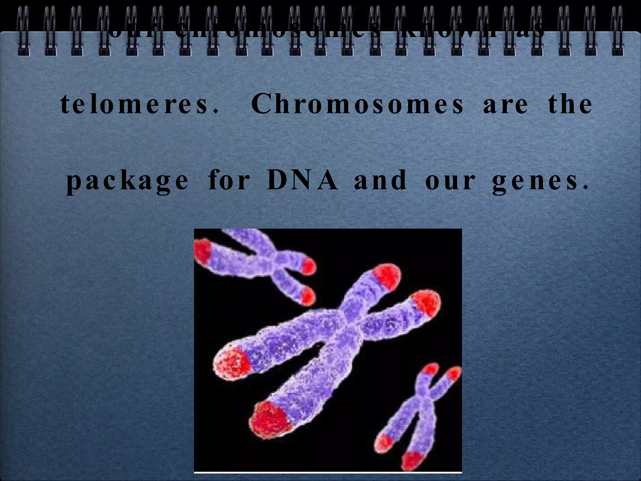 Telomerase is an enzyme that helps to rebuild the end caps of our chromosomes known as telomeres.  Chromosomes are the package for DNA and our genes. 