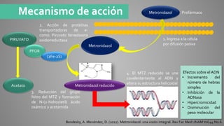 Mecanismo de acción
PIRUVATO
Acetato
PFOR
(2Fe-2S)
Metronidazol
Metronidazol reducido
Metronidazol
1. Ingresa a la célula
por difusión pasiva
2. Acción de proteínas
transportadoras de e-
como: Piruvato ferredoxina
oxidorreductasa
3. Reducción del grupo
Nitro del MTZ y formación
de N-(2-hidroxietil) ácido
oxámico y acetamida
4. El MTZ reducido se une
covalentemente al ADN y
altera su estructura helicoidal
Profármaco
Bendesky, A. Menéndez, D. (2012). Metronidazol: una visión integral. Rev Fac Med UNAMVol.44 No.6.
Efectos sobre el ADN
• Incremento del
número de hebras
simples
• Inhibición de la
ADNasa
• Hipercromicidad
• Disminución del
peso molecular
 