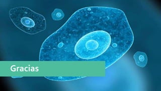 Gracias
 
