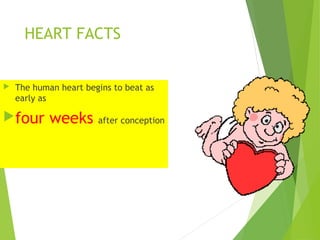 HEART FACTS
 The human heart begins to beat as
early as
four weeks after conception
 