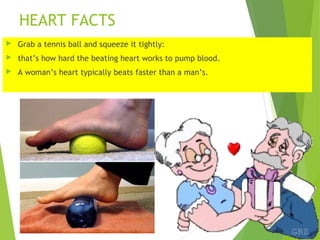 HEART FACTS
 Grab a tennis ball and squeeze it tightly:
 that’s how hard the beating heart works to pump blood.
 A woman’s heart typically beats faster than a man’s.
 